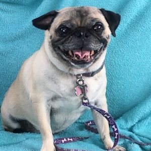 Meet your Posher, Pee